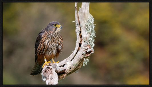 New Zealand Falcon