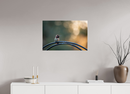 Sunspot Hummingbird