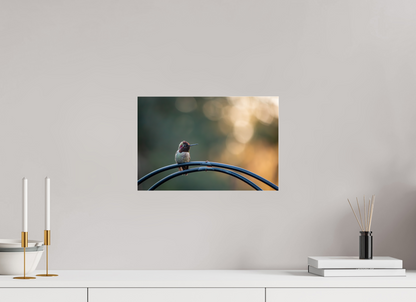 Sunspot Hummingbird