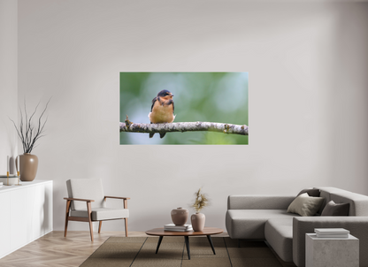 Observant Barn Swallow