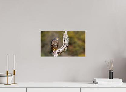 New Zealand Falcon
