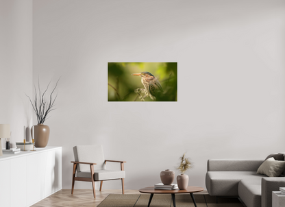 Green Heron Profile