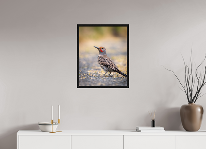 20 x 25″, Floater Frame Remarkable Northern Flicker