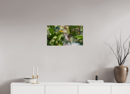 Nectar Hunting Hummingbird