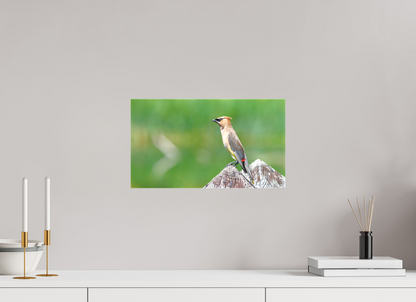 Cedar Waxwing Lookout