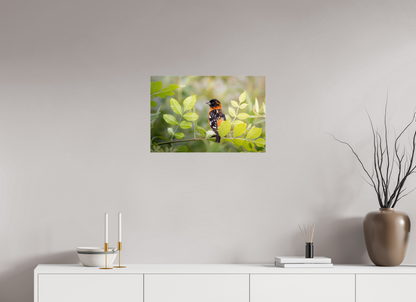 24 x 16″, Photo Print Under Acrylic Glass Poised Black Headed Grosbeak