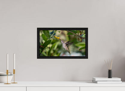 Nectar Hunting Hummingbird