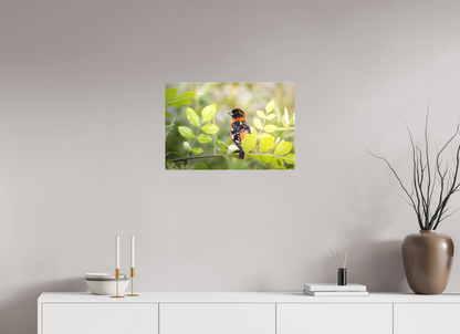 24 x 16″, Canvas Prints Poised Black Headed Grosbeak