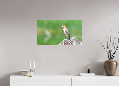 Cedar Waxwing Lookout