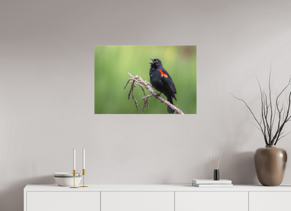 30 x 20″, Canvas Prints Perched Red Winged Blackbird