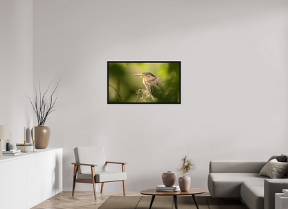 Green Heron Profile