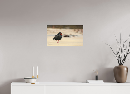 Beach Cruising Oyster Catcher