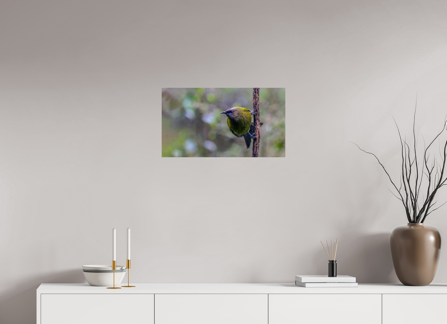 Curious Bellbird
