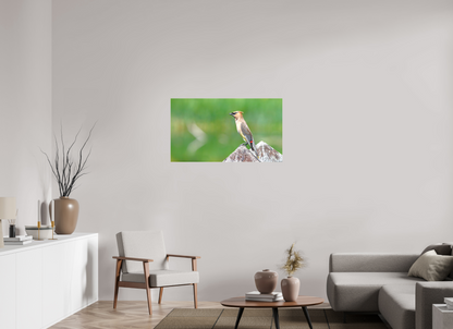 Cedar Waxwing Lookout