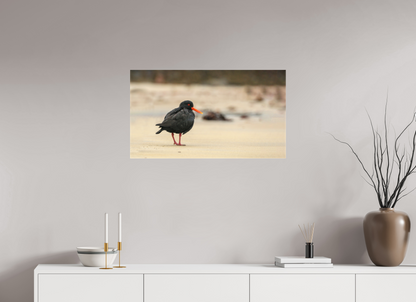 Beach Cruising Oyster Catcher