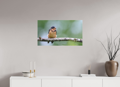 Observant Barn Swallow