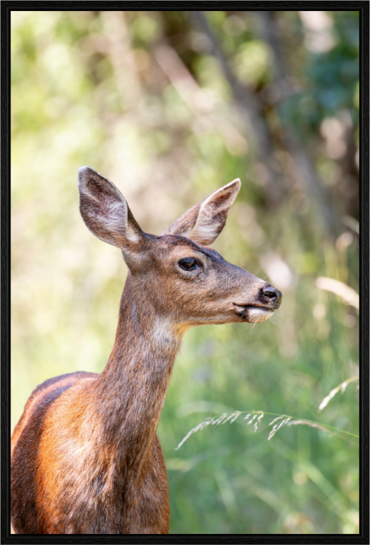 Foraging Deer