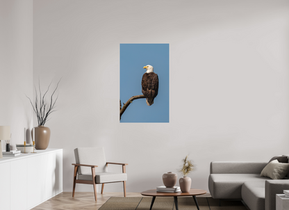Bald Eagle Portrait