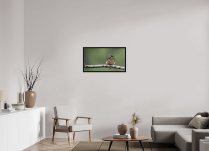 Resting Barn Swallow