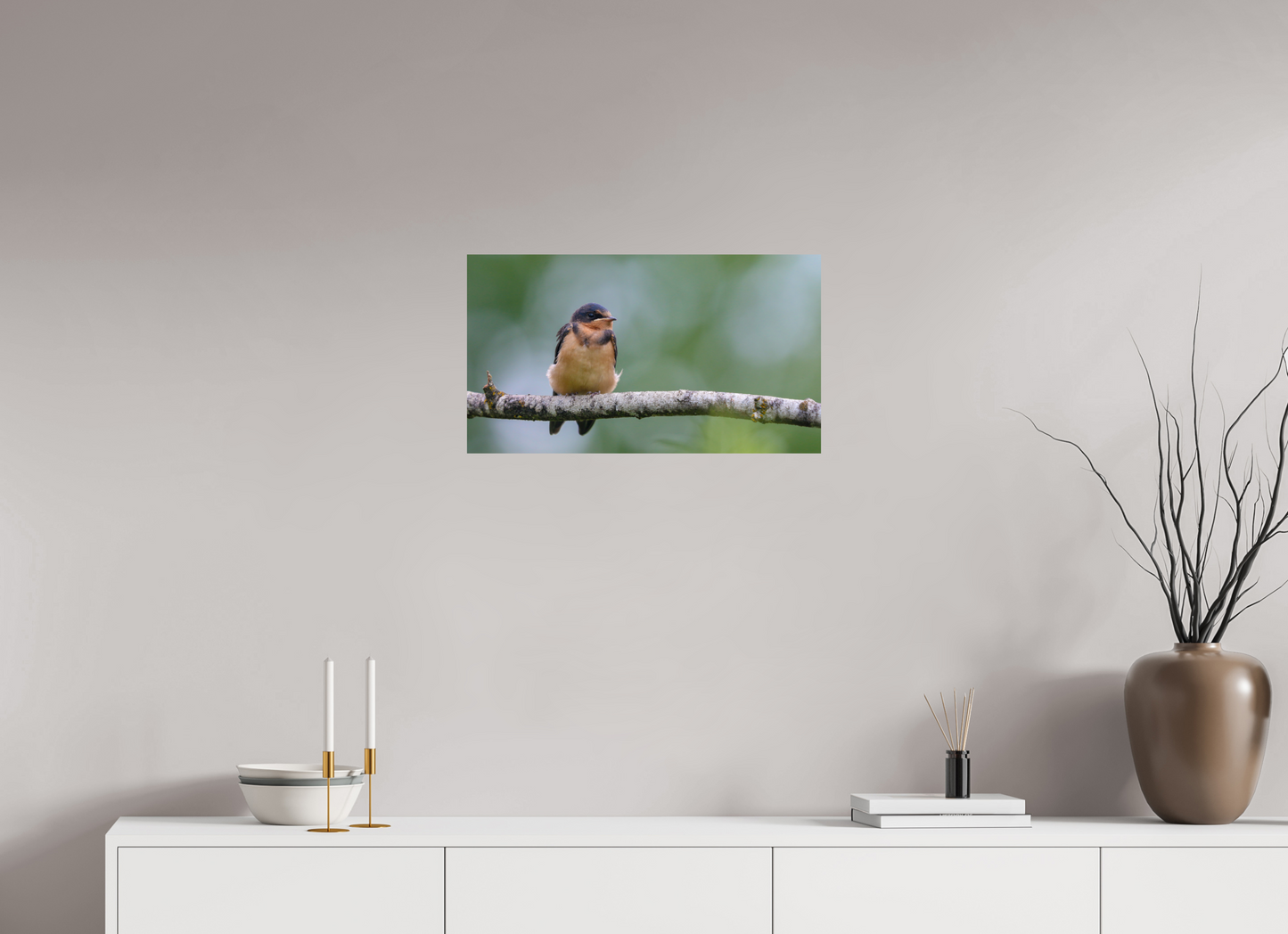 Observant Barn Swallow