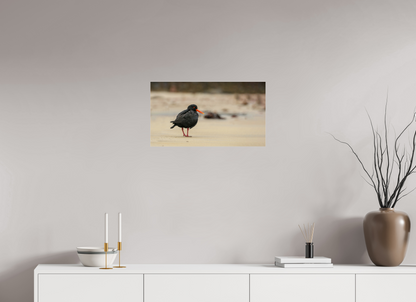 Beach Cruising Oyster Catcher