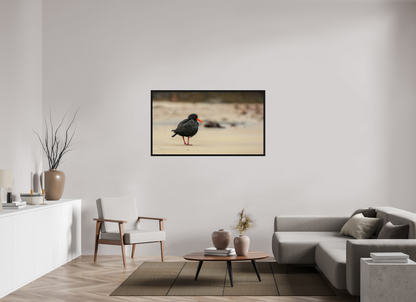 Beach Cruising Oyster Catcher