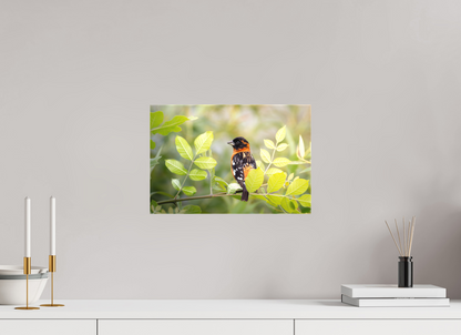 15 x 10″, Canvas Prints Poised Black Headed Grosbeak