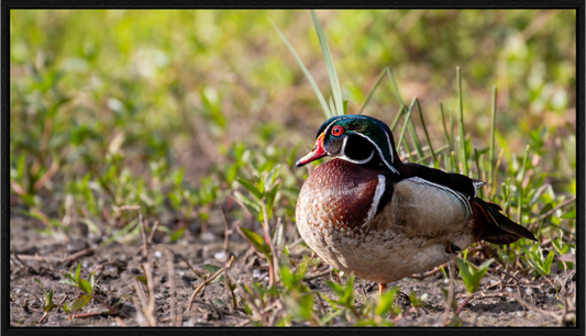 Balancing Wood Duck