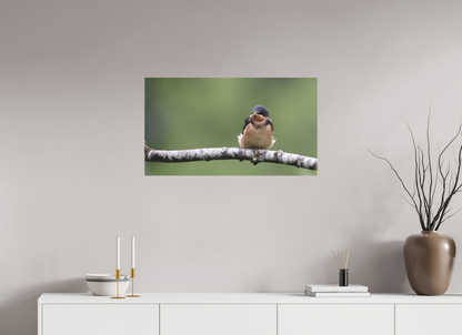 Resting Barn Swallow