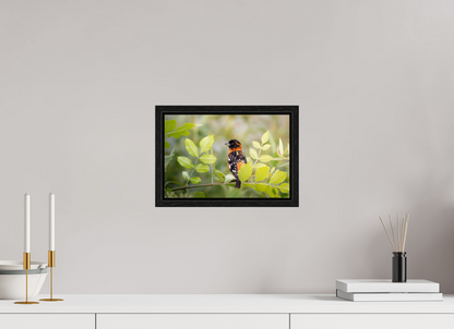 12 x 8″, Floater Frame Poised Black Headed Grosbeak