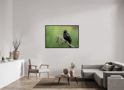 54 x 36″, Floater Frame Perched Red Winged Blackbird