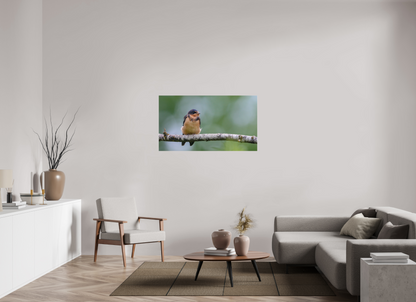 Observant Barn Swallow