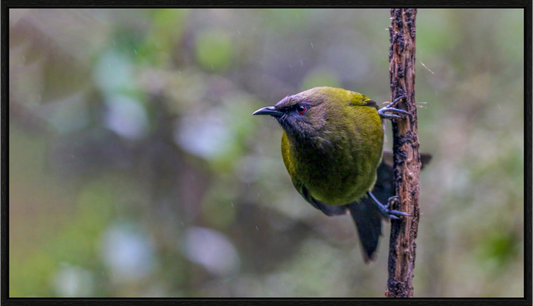 Curious Bellbird