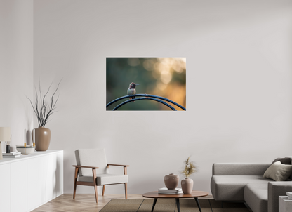 Sunspot Hummingbird