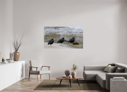 Beach Resting Oyster Catchers