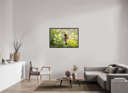 45 x 30″, Floater Frame Poised Black Headed Grosbeak