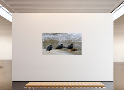 Beach Resting Oyster Catchers