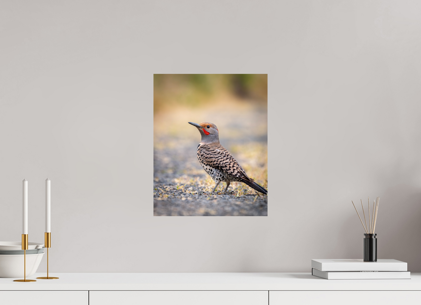 12 x 15″, HD Metal Print Remarkable Northern Flicker