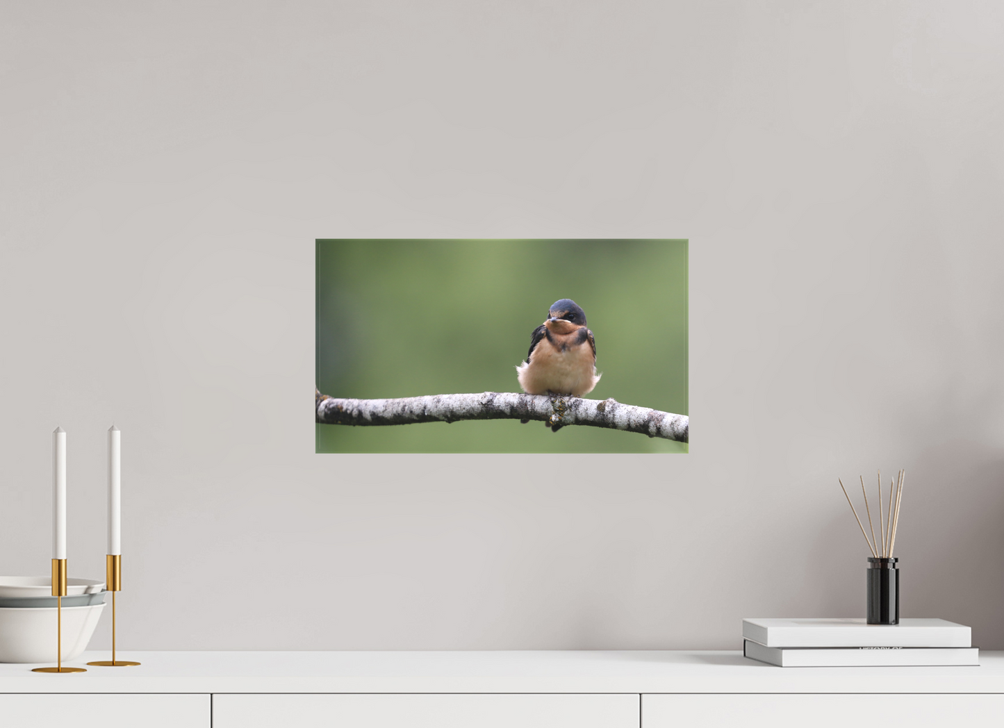 Resting Barn Swallow