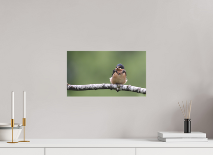 Resting Barn Swallow