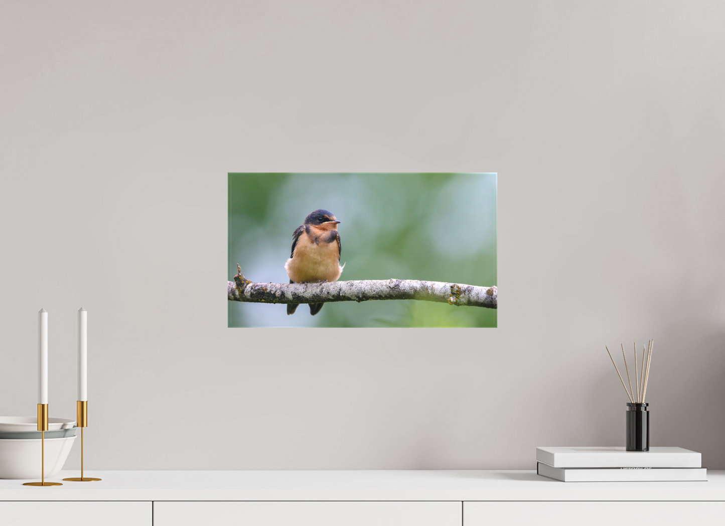 Observant Barn Swallow