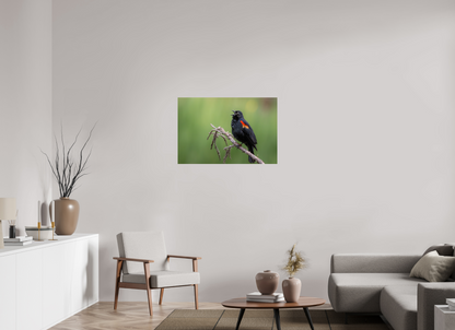 36 x 24″, Photo Print On Fuji Crystal DP II Perched Red Winged Blackbird