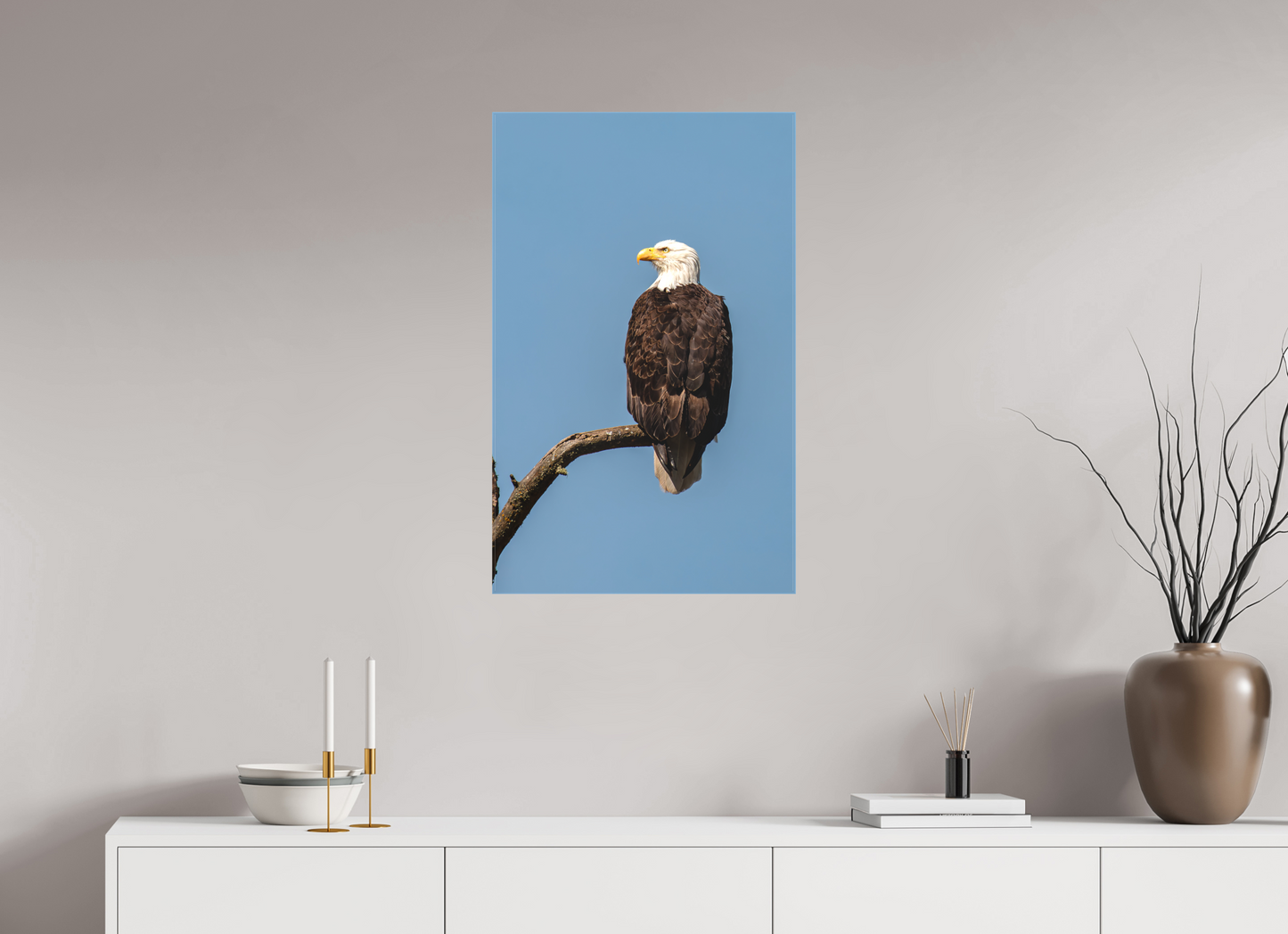 Bald Eagle Portrait