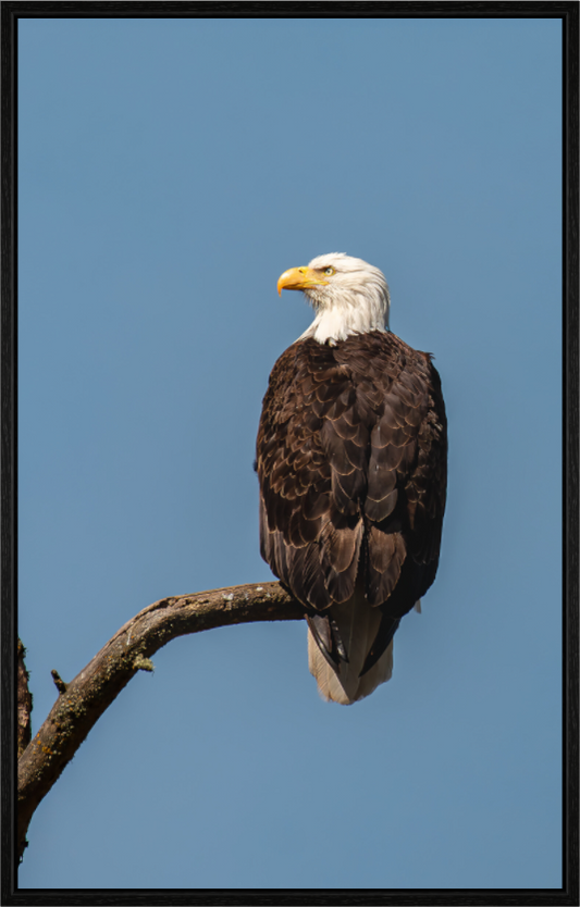 Bald Eagle Portrait