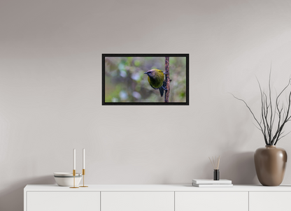 Curious Bellbird
