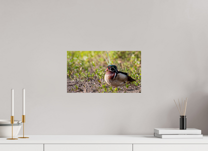 Balancing Wood Duck