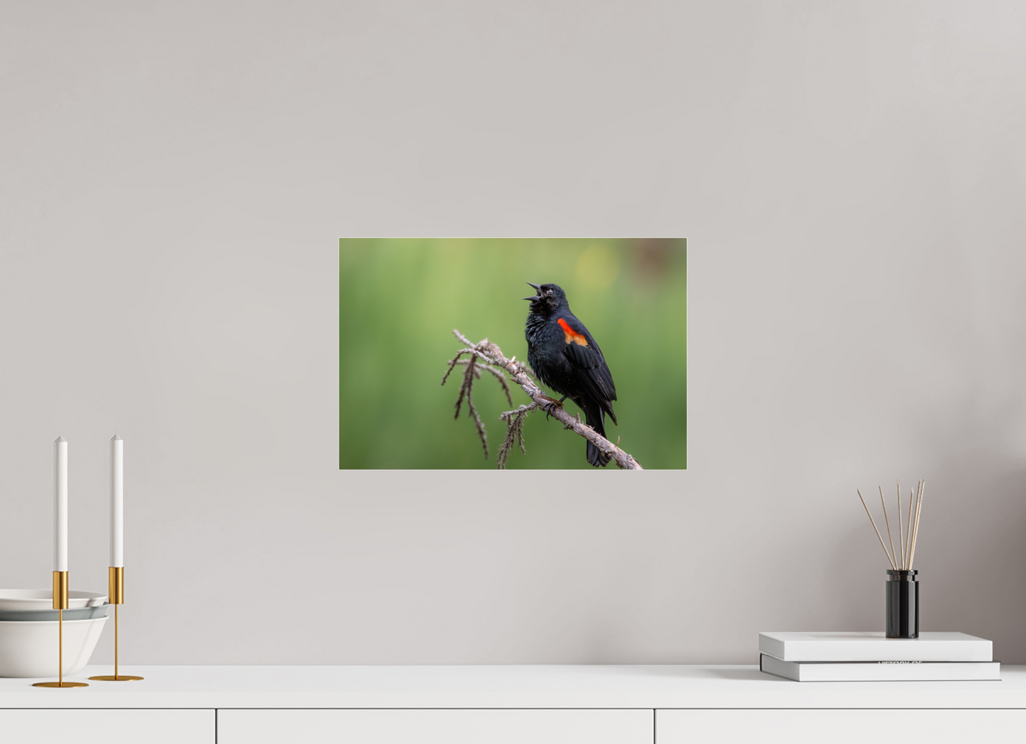 15 x 10″, Photo Print Under Acrylic Glass Perched Red Winged Blackbird