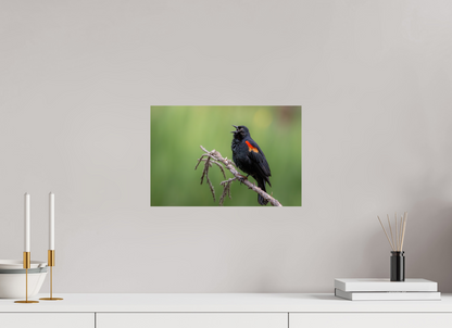 15 x 10″, Photo Print On Fuji Crystal DP II Perched Red Winged Blackbird