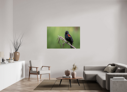 54 x 36″, Photo Print On Fuji Crystal DP II Perched Red Winged Blackbird