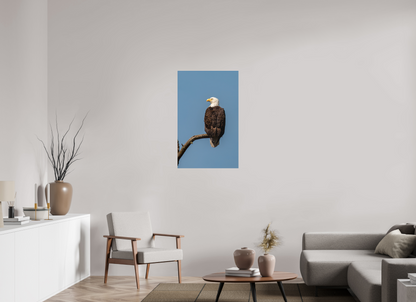 Bald Eagle Portrait